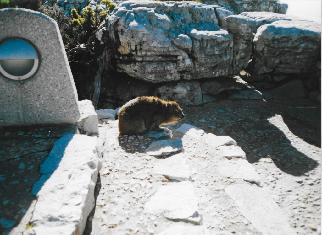A dassie at the summit of Table Mountain. Brown-haired, large rodent also known as a rock rabbit.