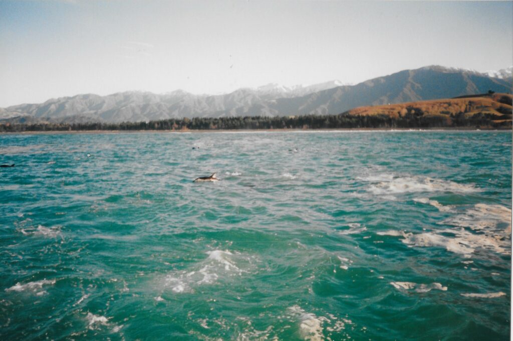 A wild dolphin pod swimming in the sea near Kaikoura with snow-capped mountains in the background