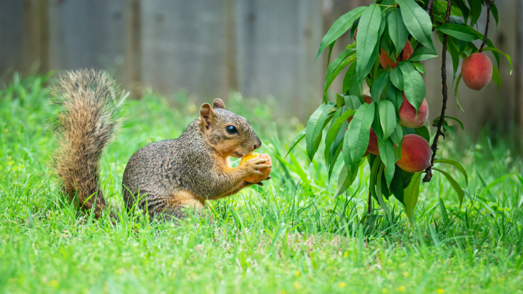Squirrel eating low-hanging fruit
