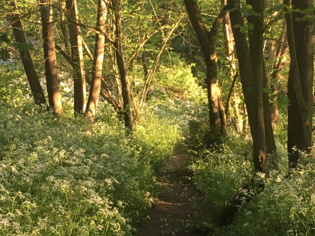 Path through local woodland